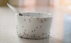 infestazione di formiche