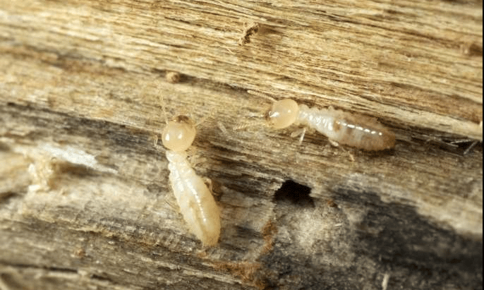 termite insetto