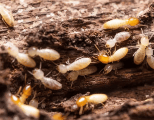nido termiti