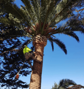 preventivo abbattimento palme roma