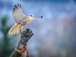 foto di un falco che prende il volo dal guanto del falconiere roma