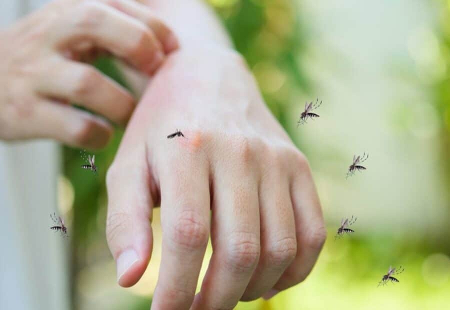 foto della mano di un ragazzo con tre zanzare intorno